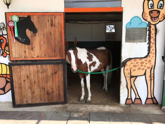Apa&ccedil;i - Cins: Pony