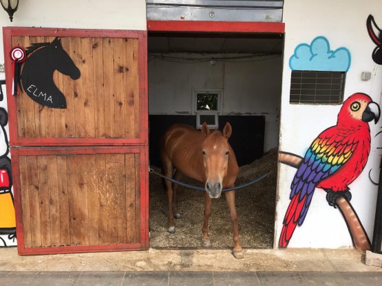 Elma - Cins: Pony