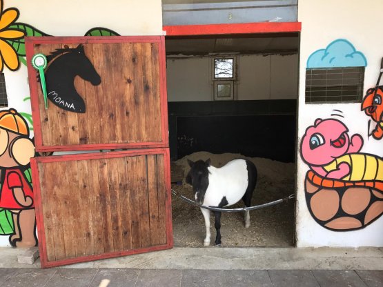 Moana - Irk: Shetland Pony