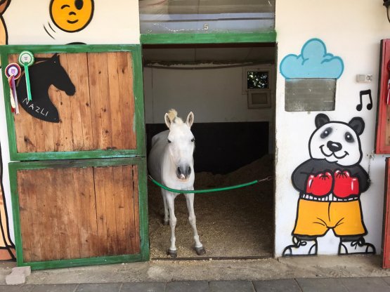 Nazlı -Cins: Pony
