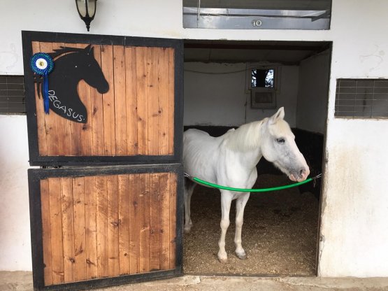 Pegasus - Irk: Pony